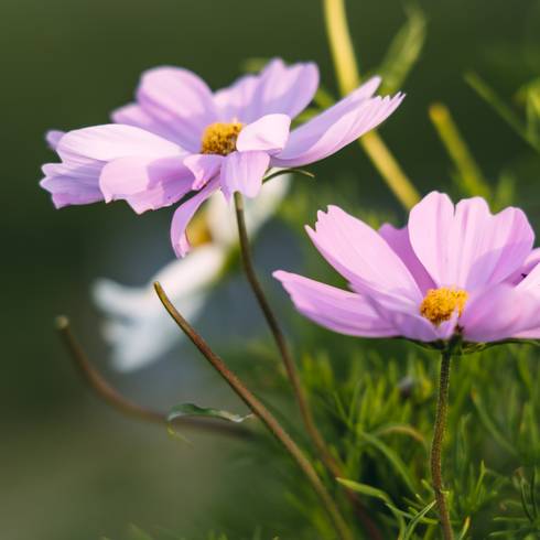 Speckerhof Blumen