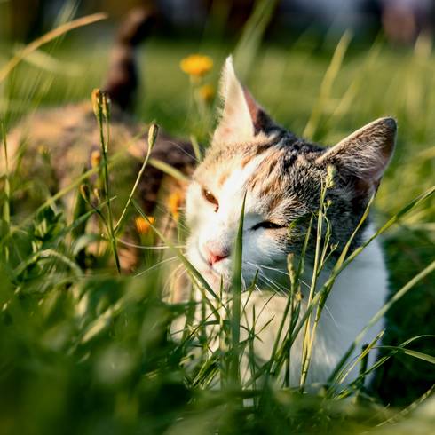 Speckerhof Katze