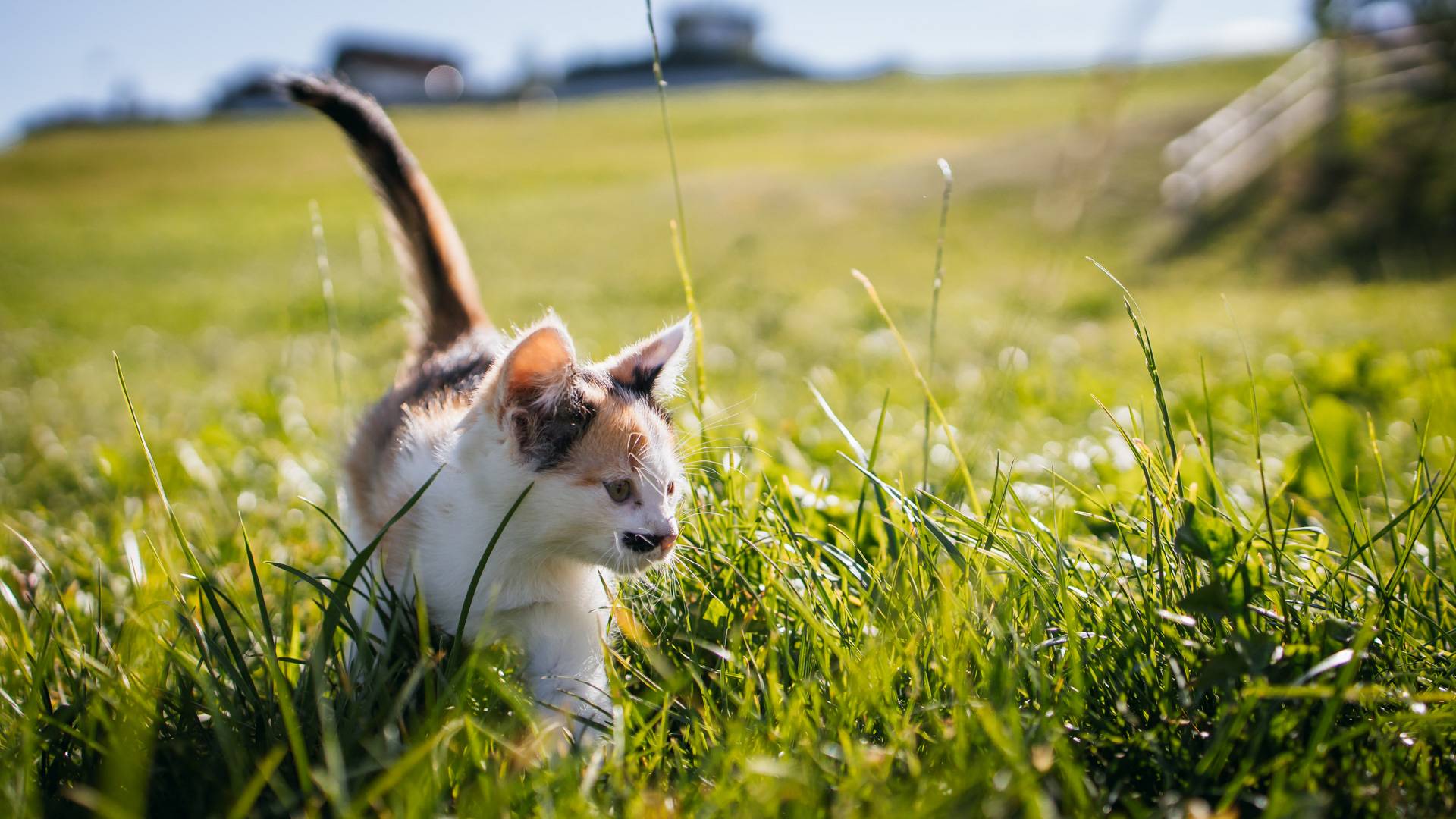 Hofkatze auf dem Speckerhof
