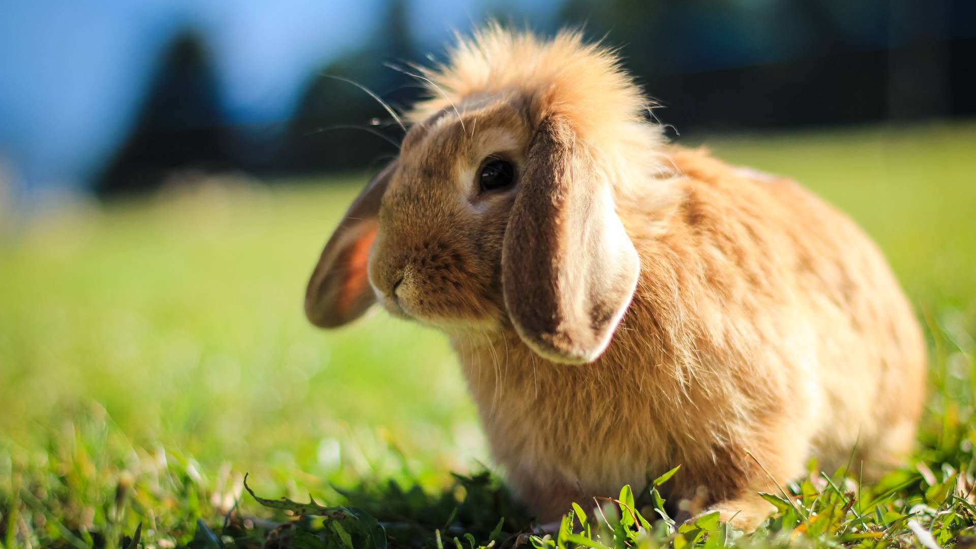 Rabbit holiday apartment Maranza
