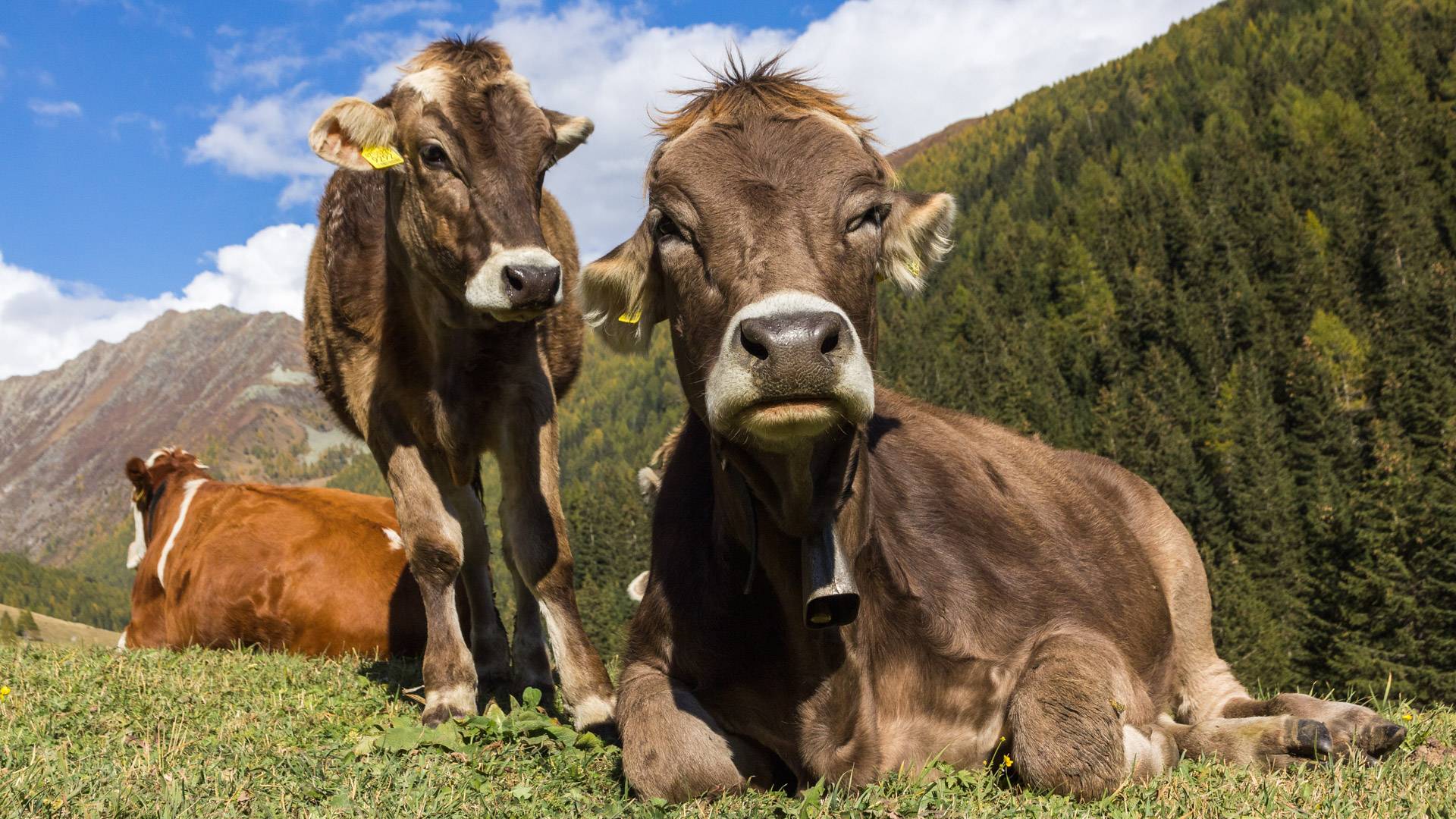 Kühe in Meransen Südtirol
